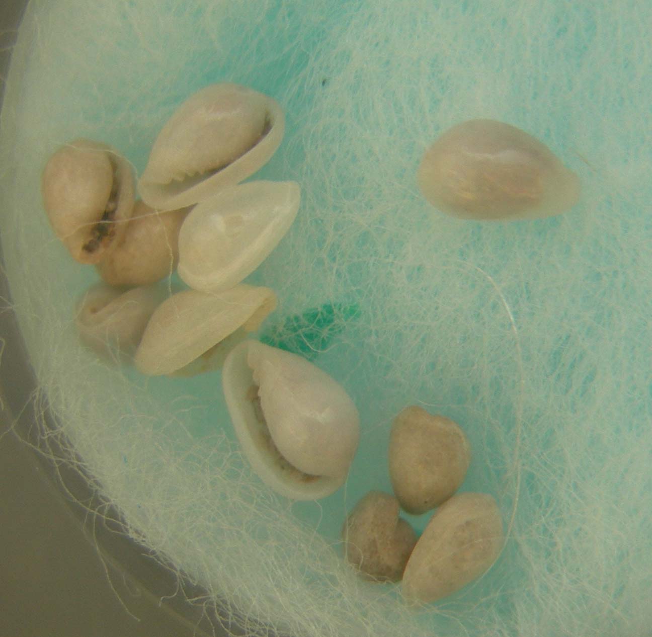 Granulina occulta